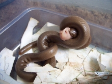 boa for sale, captive bred