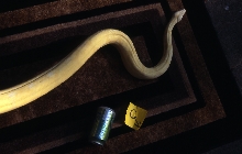 male