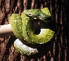 aru female