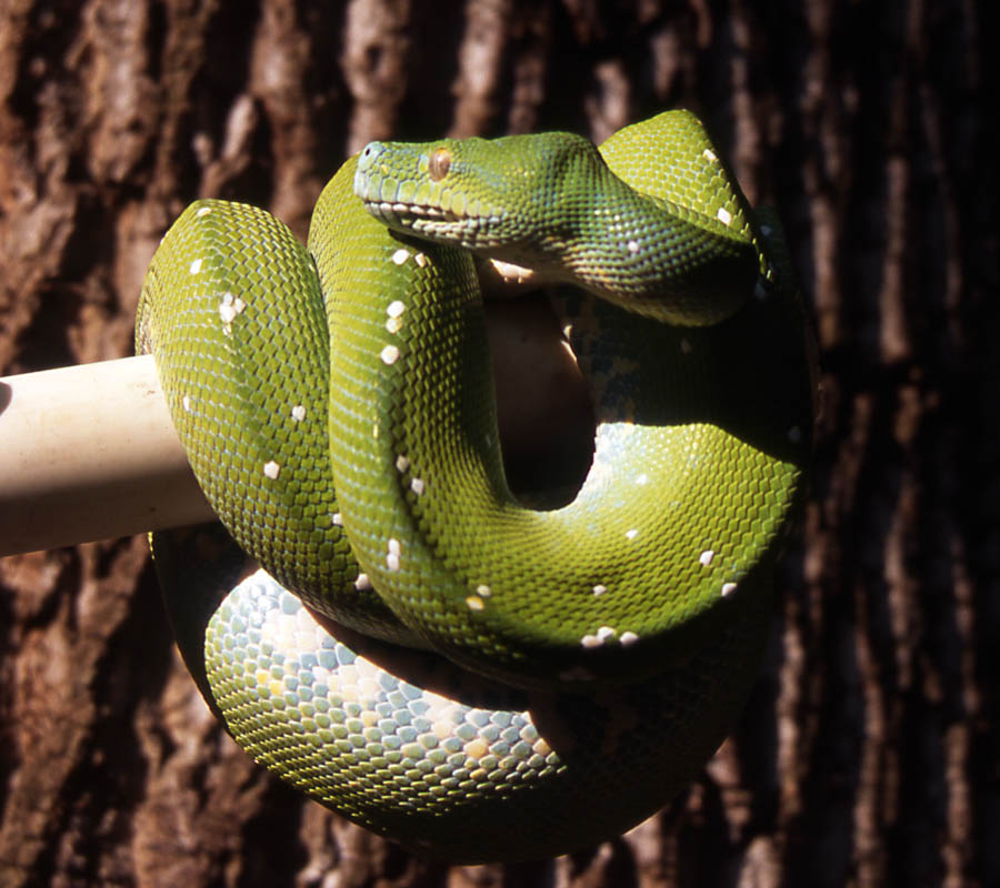 aru female