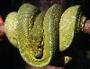 jaya
