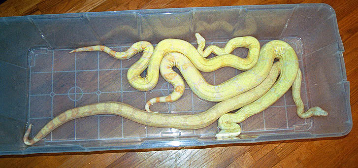 albinos