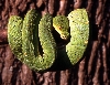 wamena