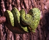 wamena2