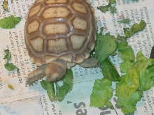 My Sulcata