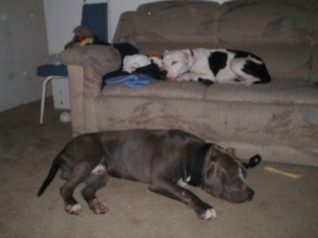 Zues and Dojah.
