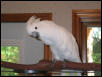 Cockatoo
