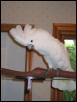 Cockatoo