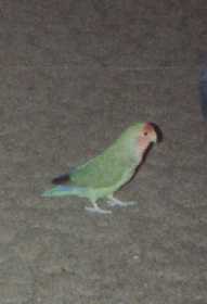 George
