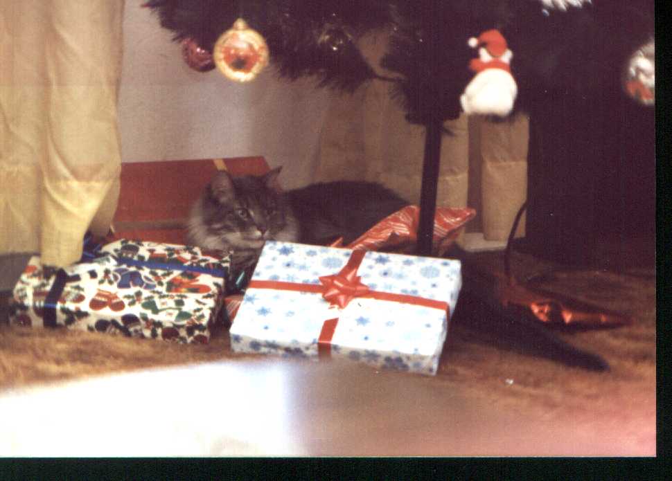 Christmas Surprise