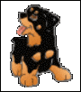 begging rottie