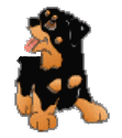 begging rottie