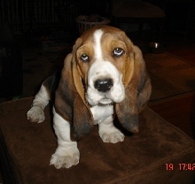 Hoagie at 11 weeks