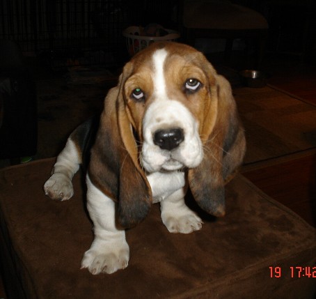 Hoagie at 11 weeks