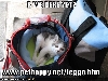 Leggo in his carrier