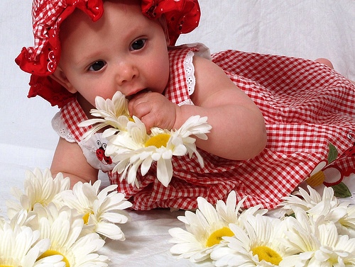 Please don't eat the daisies