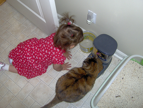 Here Kitty kitty