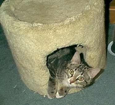 Brewster