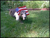 Buddy/Flag
