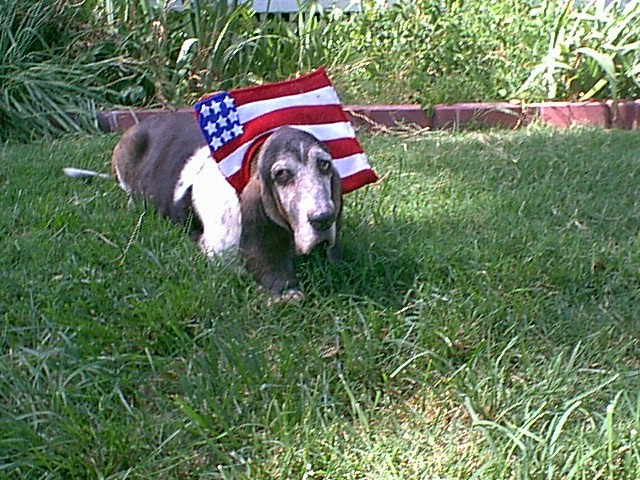 Buddy/Flag