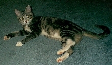 Brewster 2004-2007