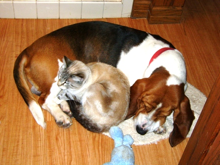 BFF