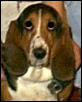 Bailey