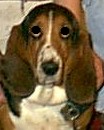 Bailey
