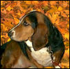 Bailey in fall
