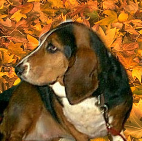 Bailey in fall