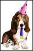 Basset Birthday