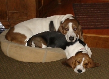 Best Buddies