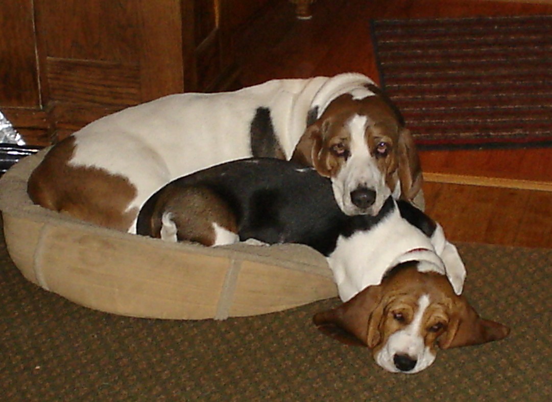 Best Buddies