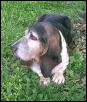 Buddy