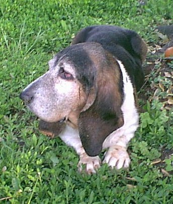 Buddy