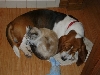 Snuggles w/ best friend