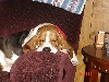 Tuckered out