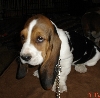 My Name is Hoagie