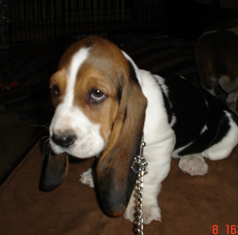 My Name is Hoagie