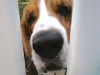 Hoagie at fence