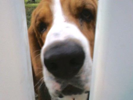 Hoagie at fence