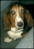 Bailey1