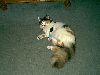Miss Punky