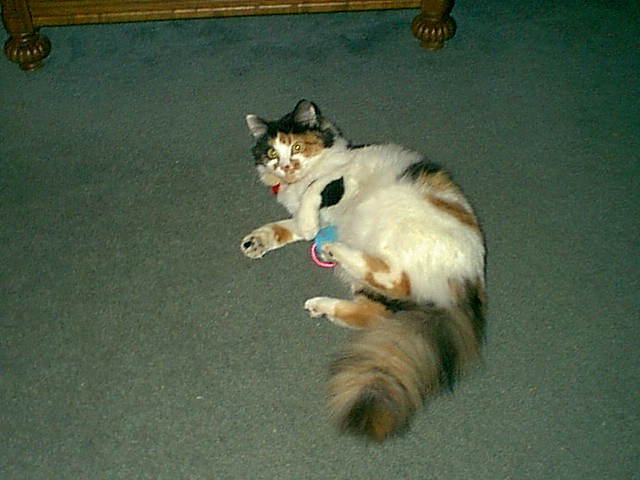 Miss Punky