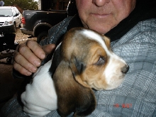New pup at 7 weeks