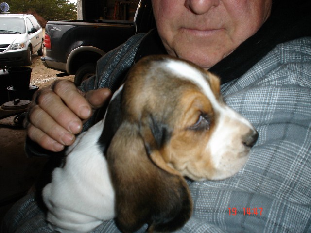 New pup at 7 weeks