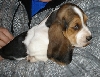 7 weeks old