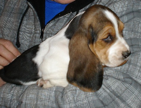 7 weeks old