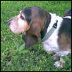 Buddy