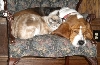 Best Friends